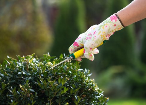 Seasonal lawn maintenance in Earlsfield back garden