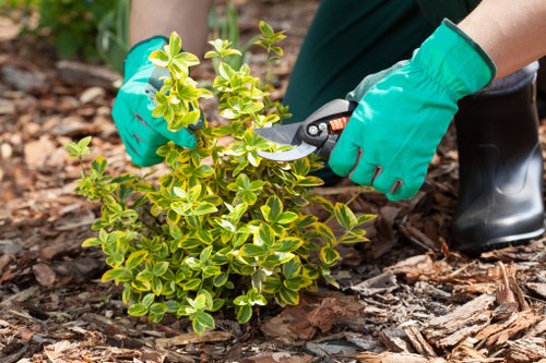 Regular hedge trimming service helping Earlsfield gardens stay neat
