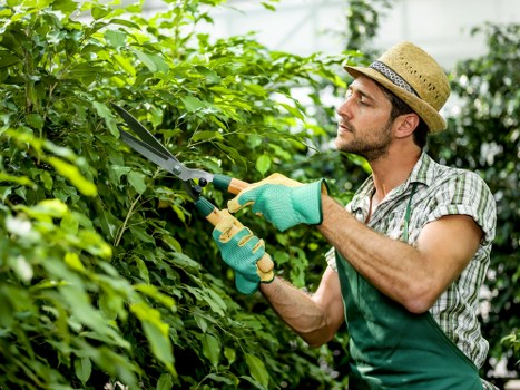 Professional gardening work in Earlsfield on a green outdoor space