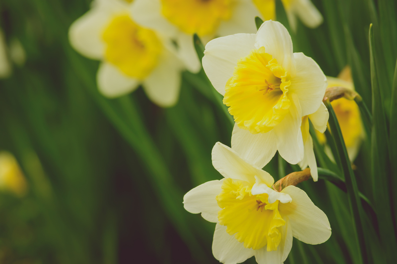 garden design Garden